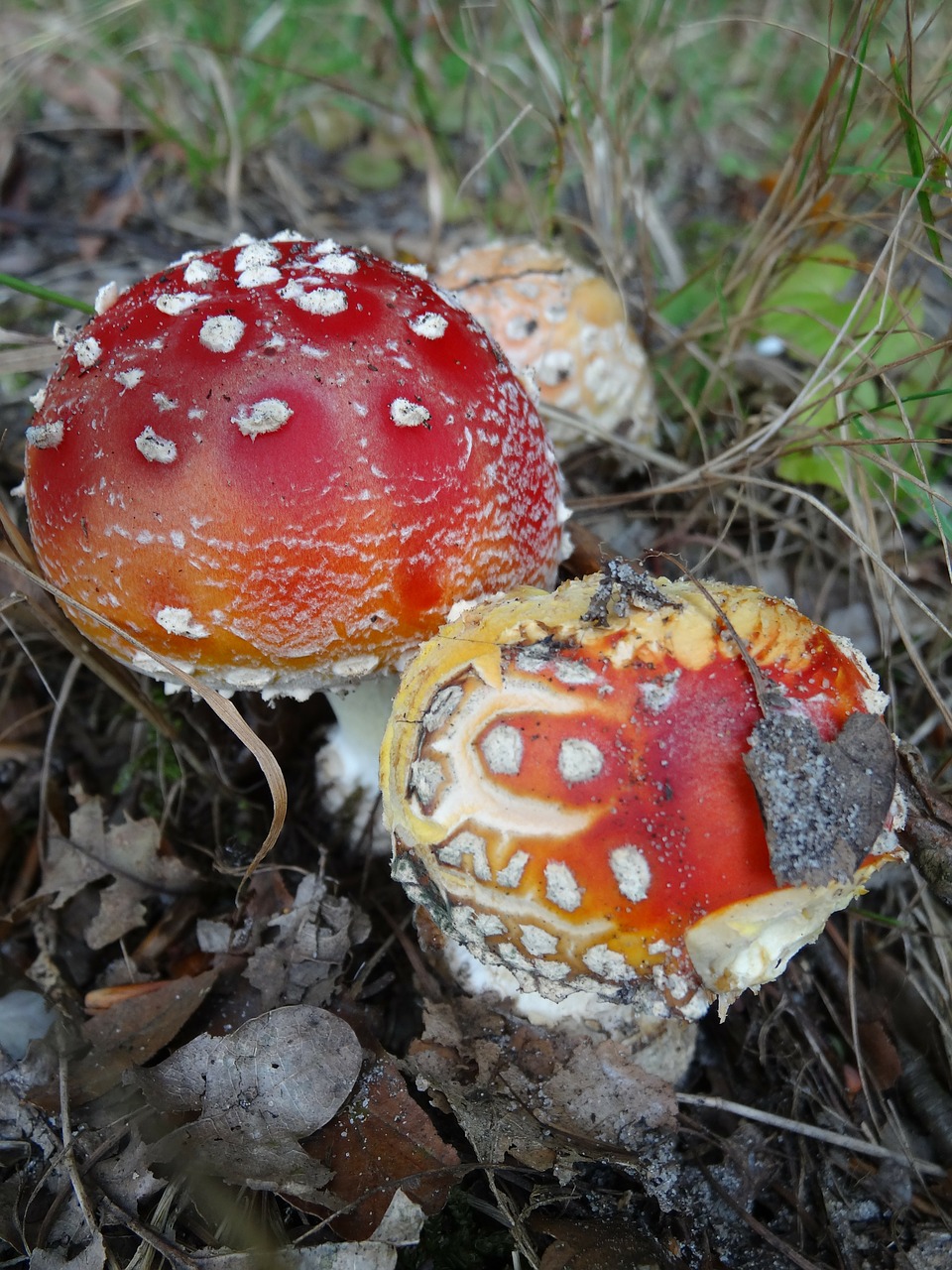 Toksiškas Grybas, Gamta, Ruduo, Agaric, Grybai, Raudona Su Baltais Taškais, Grybai, Miškas, Medžio Grybas, Nemokamos Nuotraukos