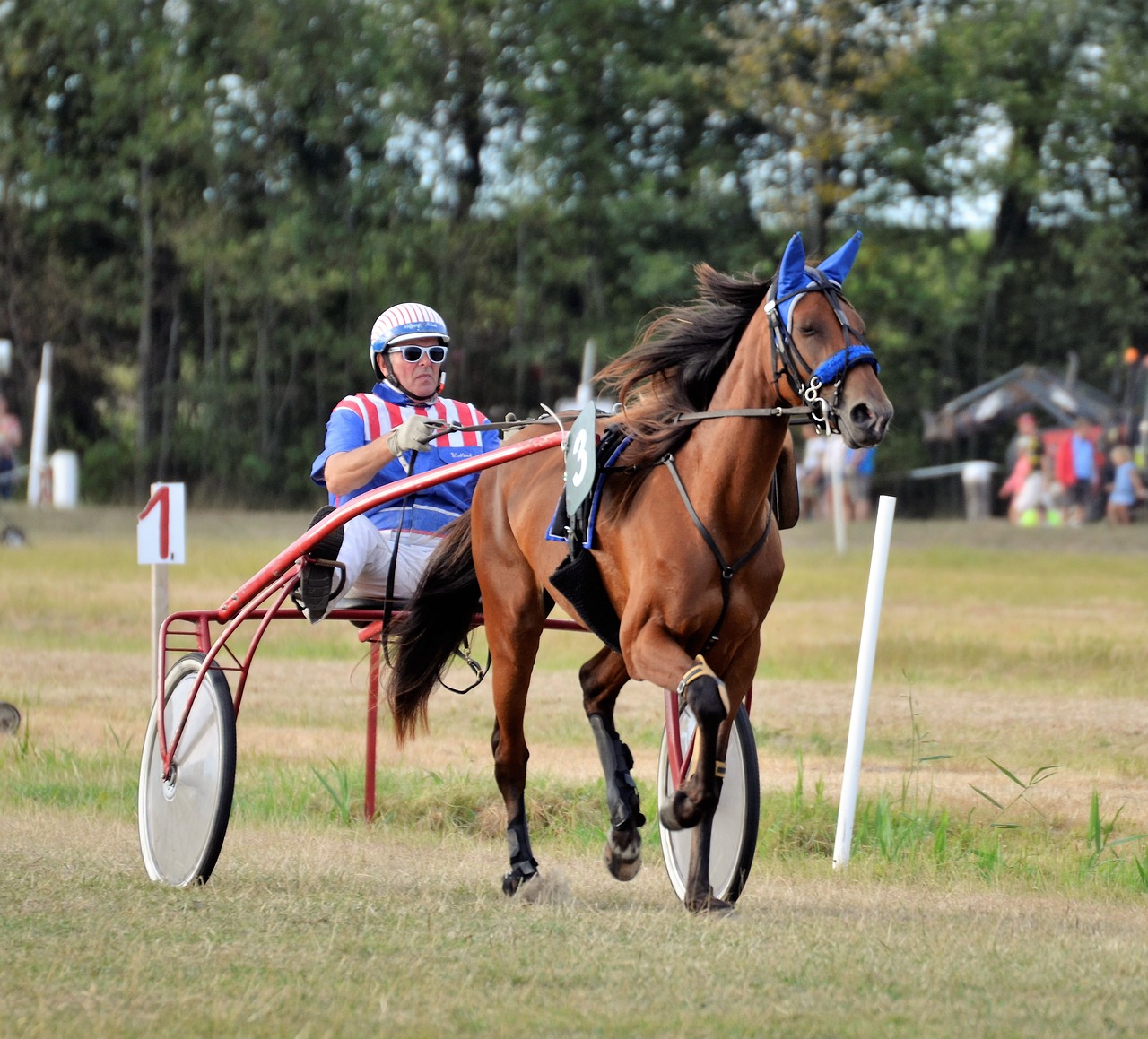 Traber,  Lenktynių,  Rennsulky,  Mare,  Jojimo,  Arkliai,  Greitis,  Gyvūnai,  Risčia,  Sportas