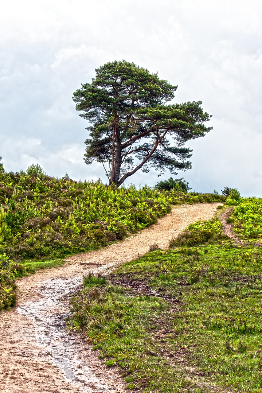 Trasa, Takas, Purvo Kelias, Smėlio, Šlapias, Peizažas, Medis, Gorse, Žemuma, Hdr