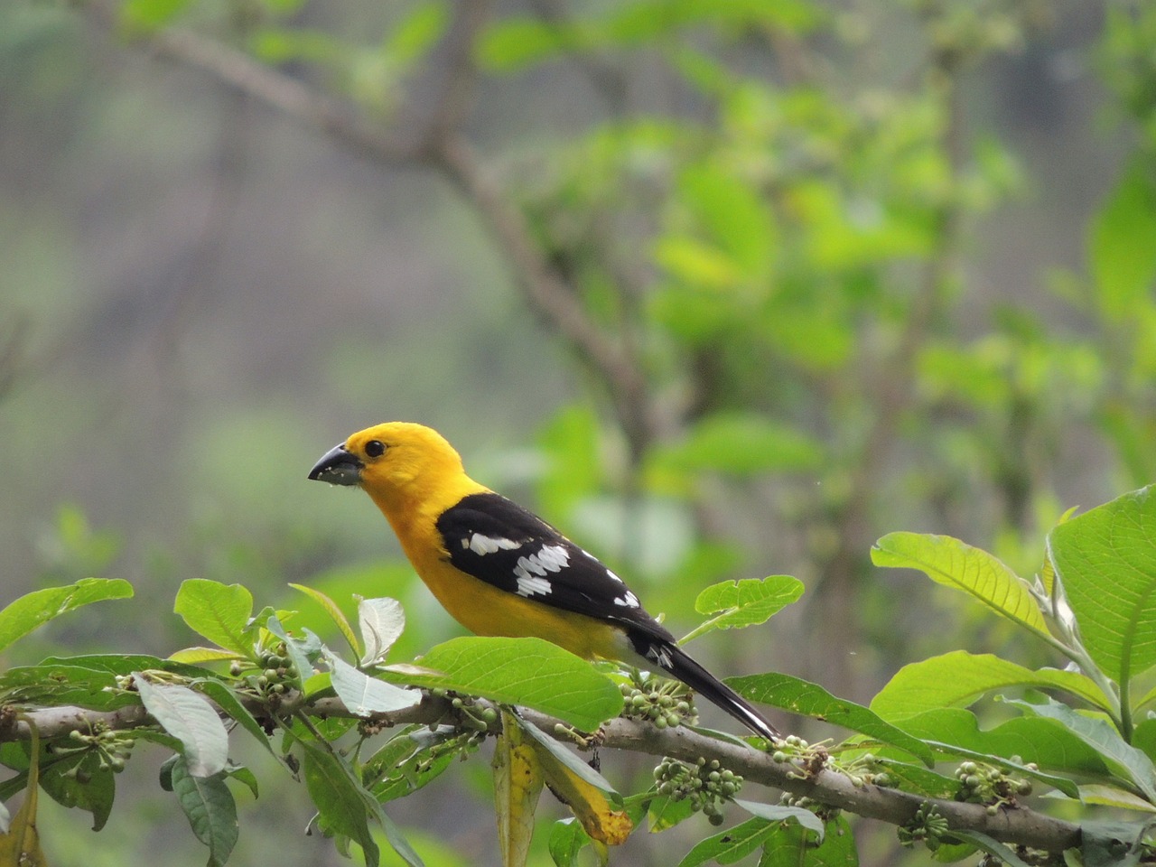 Tradicinė Moteriškoji Paukštis, Chiclayo, Peru, Nemokamos Nuotraukos,  Nemokama Licenzija