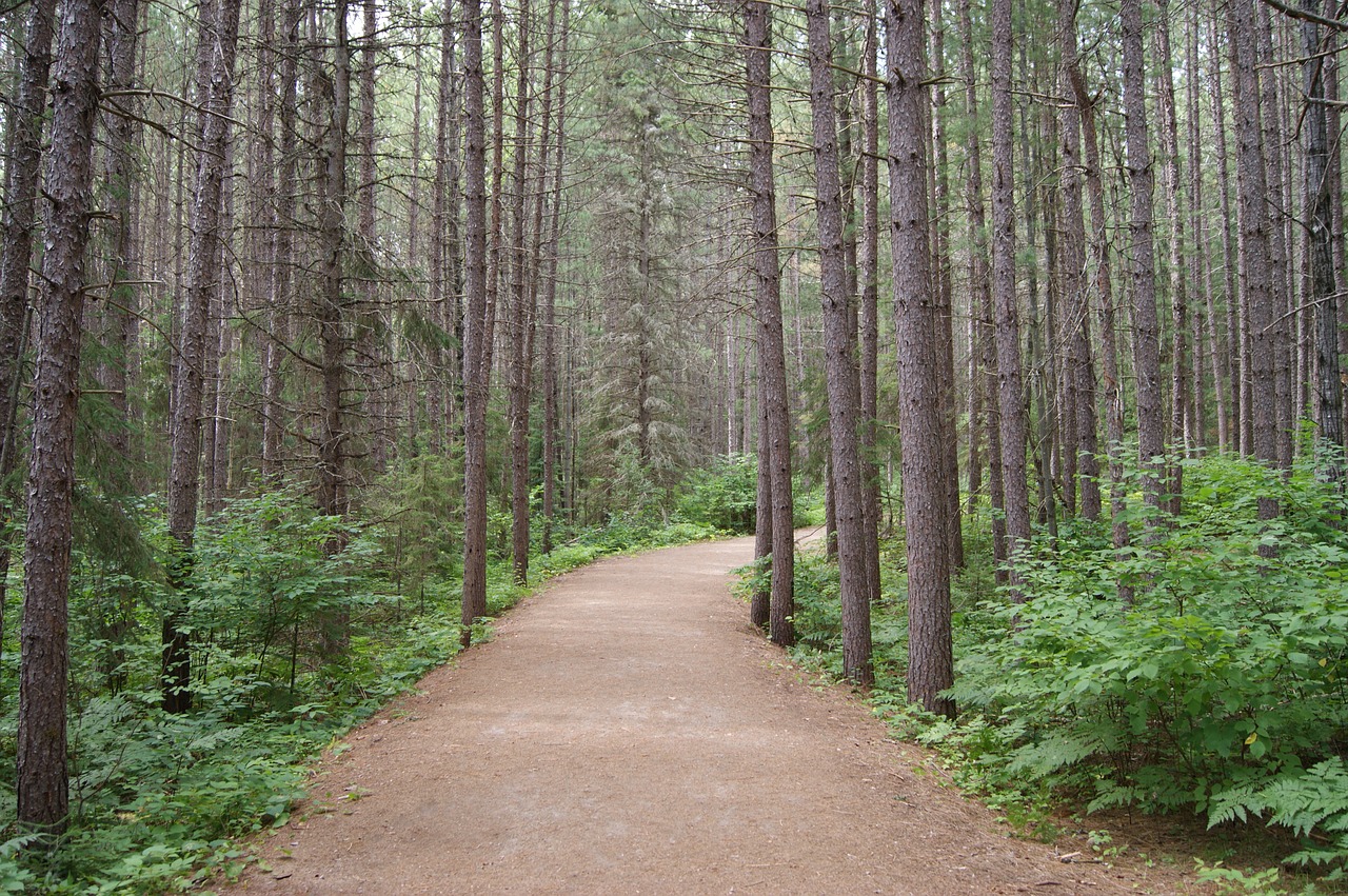 Takas, Algonkino Parkas, Ontarijas, Provincijos, Kelias, Nemokamos Nuotraukos,  Nemokama Licenzija