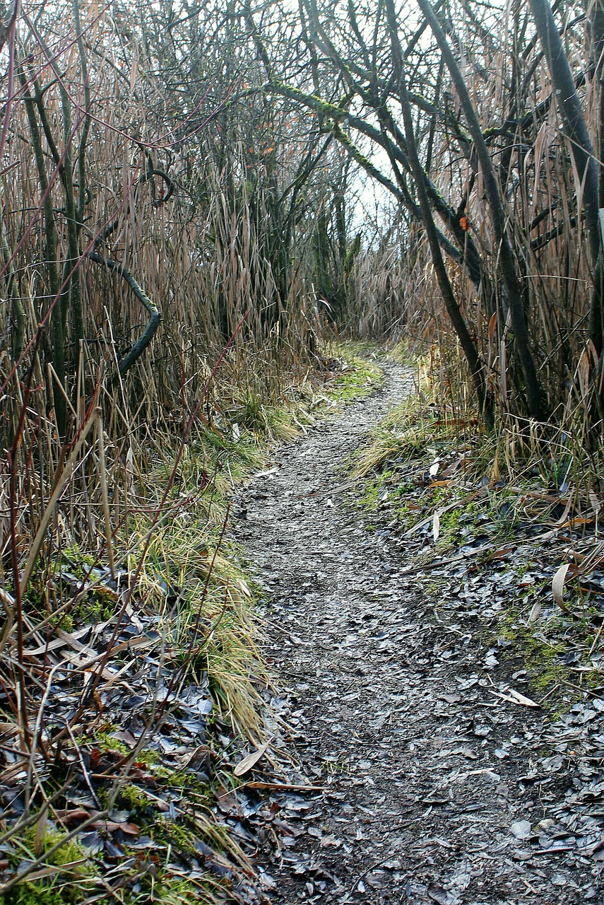 Takas, Toli, Kelias, Vaikščioti, Vanduo, Nendrė, Bobutė, Nendrės, Šveitimas, Krūmai