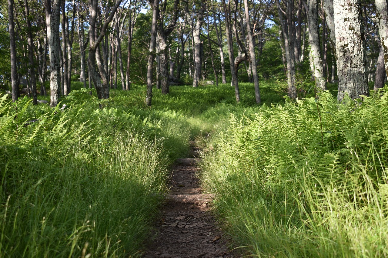 Takas,  Žygis,  Batai,  Miškas,  Gamta, Nemokamos Nuotraukos,  Nemokama Licenzija