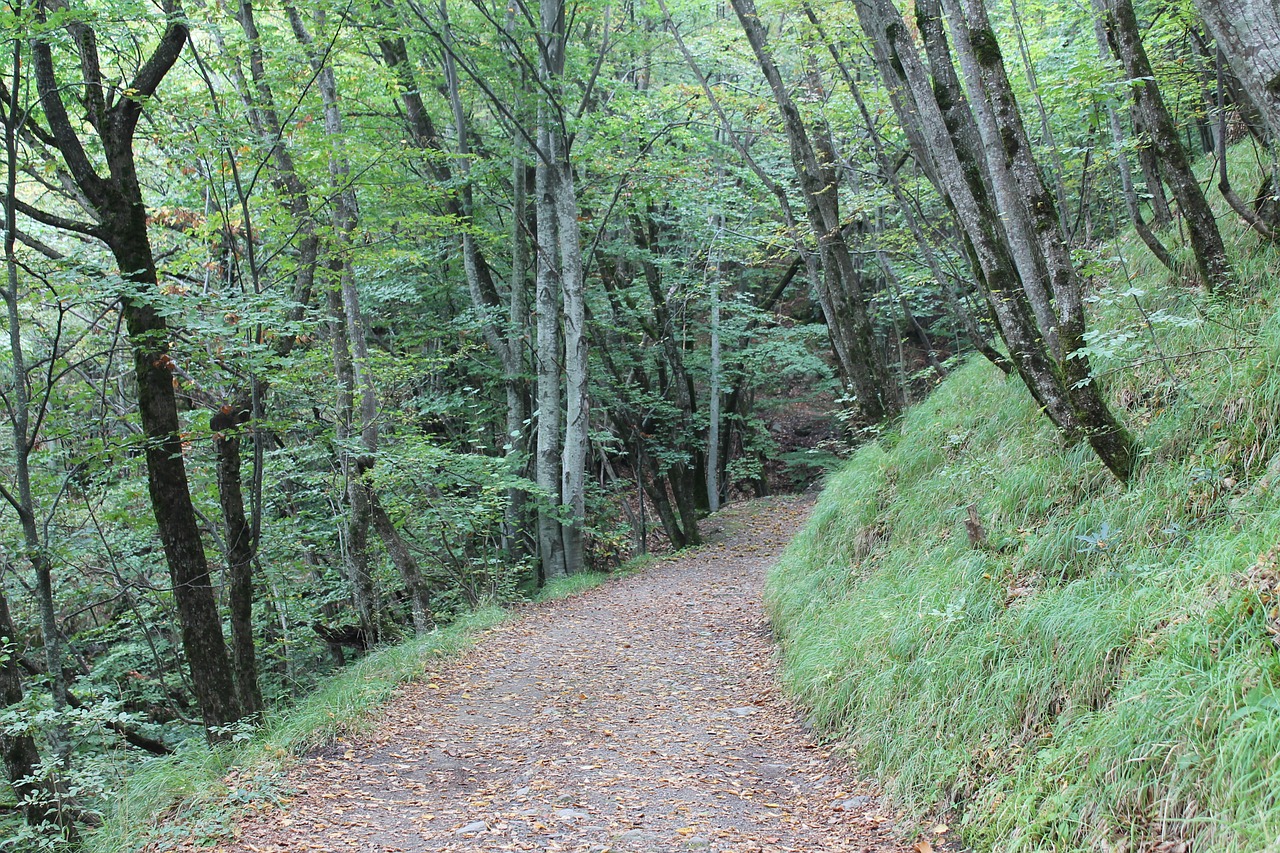 Takas, Miškas, Gamta, Vaikščioti, Appennino, Kalnas, Kraštovaizdis, Medžiai, Nemokamos Nuotraukos,  Nemokama Licenzija