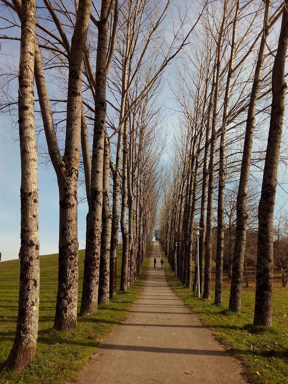 Takas,  Medžiai,  Gamta,  Kelias,  Parkas,  Vaikščioti,  Campestre,  Medis,  Santiago Compostela,  Ekologija