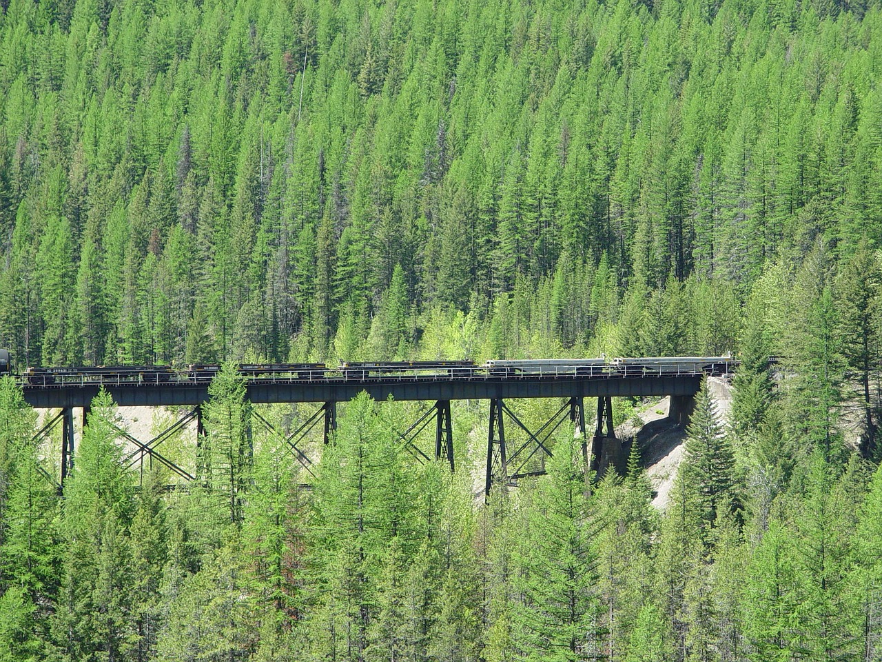 Traukinys, Miškas, Montana, Medžiai, Nemokamos Nuotraukos,  Nemokama Licenzija