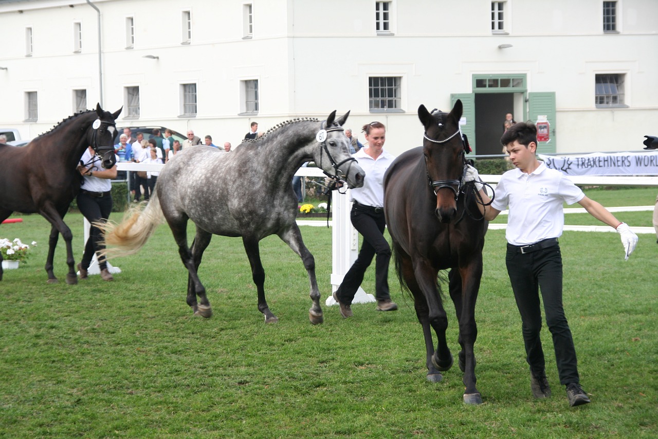 Trakehner, Arklys, Federalinė Kumelių Šou, Veisimo Šou, Veisimas, Demonstracija, Pristatymas, Stud Neustadt Dosse, Nemokamos Nuotraukos,  Nemokama Licenzija