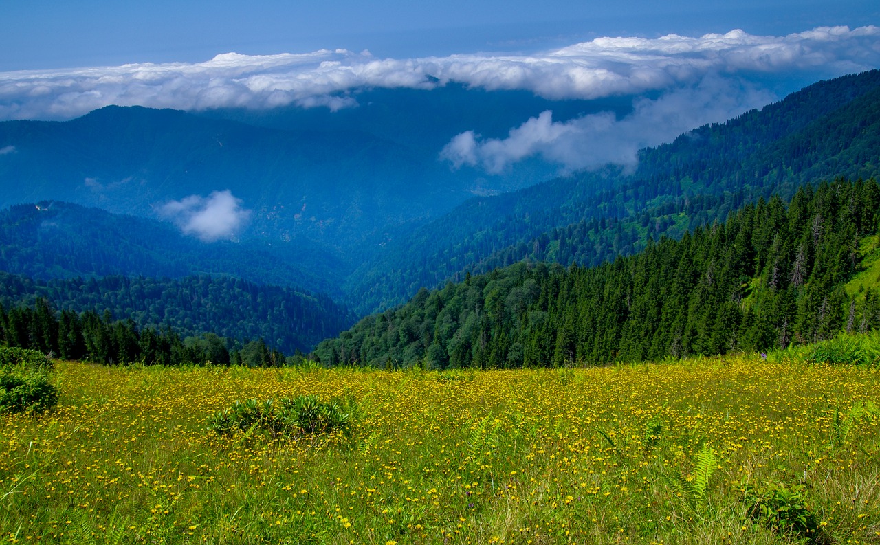 Pervedimas, Tue, Highland, Miškas, Pušis, Medžiai, Mėlynas, Gamta, Rize, Kraštovaizdis