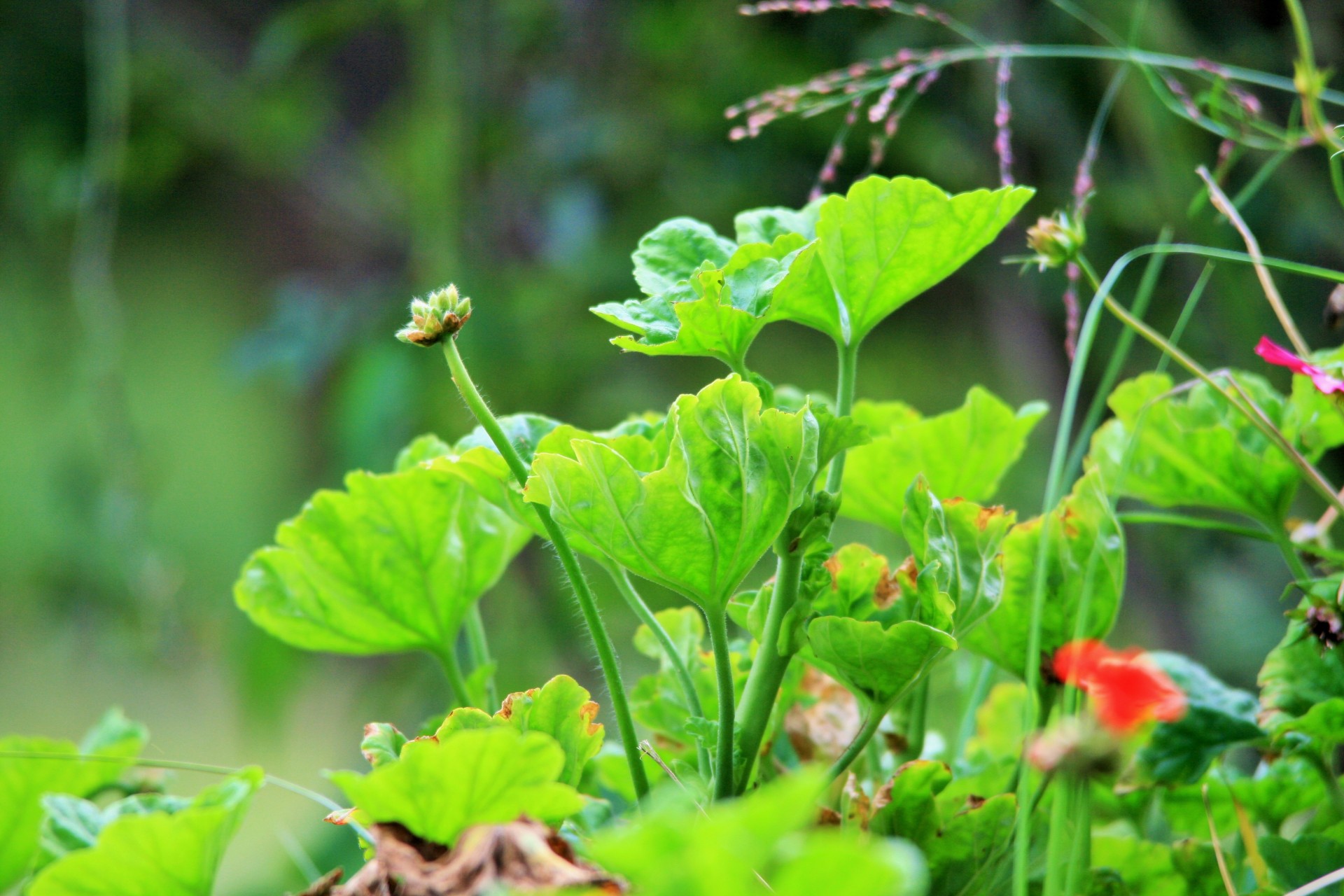 Geranium,  Lapai,  Permatomas,  Šviesus,  Permatomos Geranijos Lapai, Nemokamos Nuotraukos,  Nemokama Licenzija