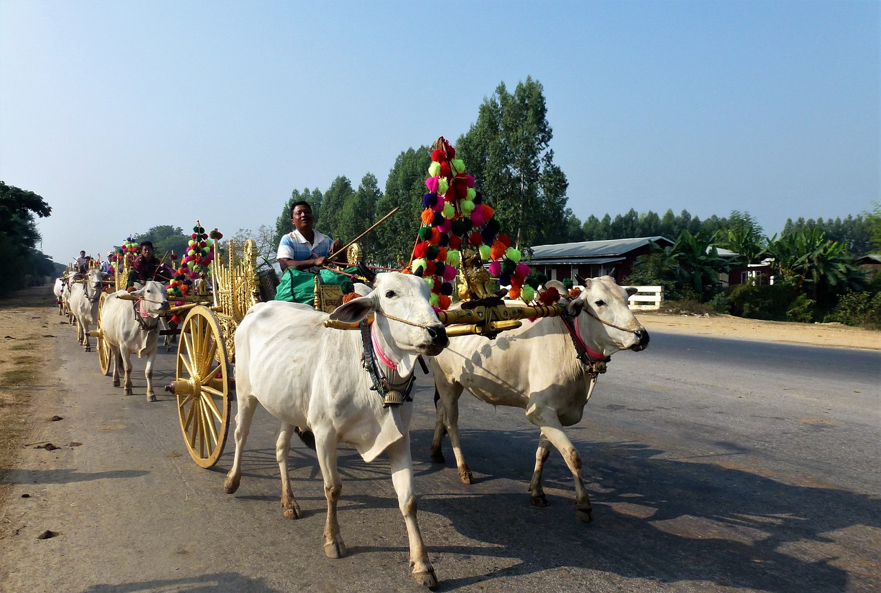 Transportas,  Burma,  Religinės Char Vešlės,  Auksinis,  Žmonės,  Nešiotis,  Vasara,  Tradicija,  Zebu,  Be Honoraro Mokesčio