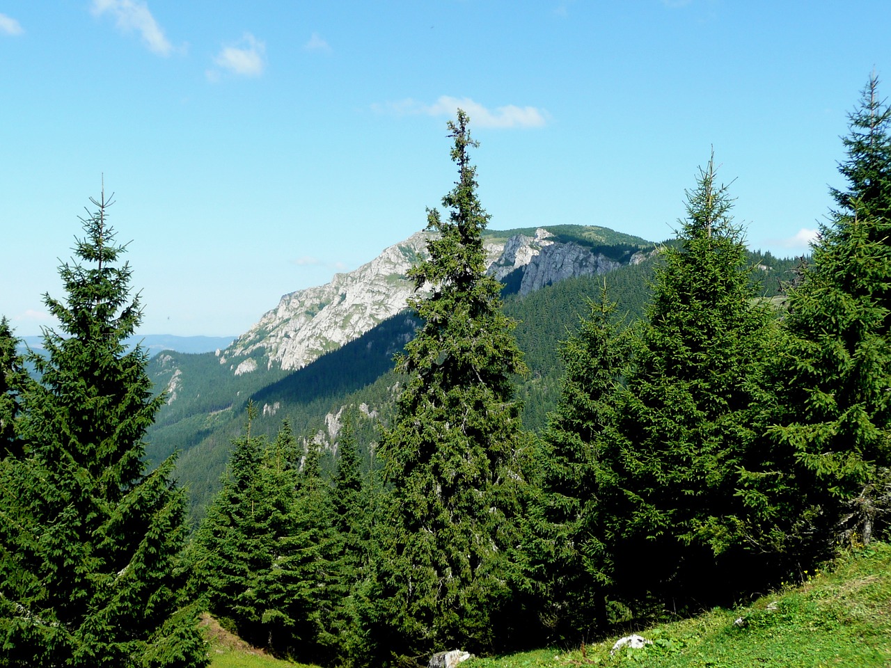 Transilvanija, Miškas, Pušis, Svogūnų Kalnai, Gamta, Nuotaika, Nemokamos Nuotraukos,  Nemokama Licenzija