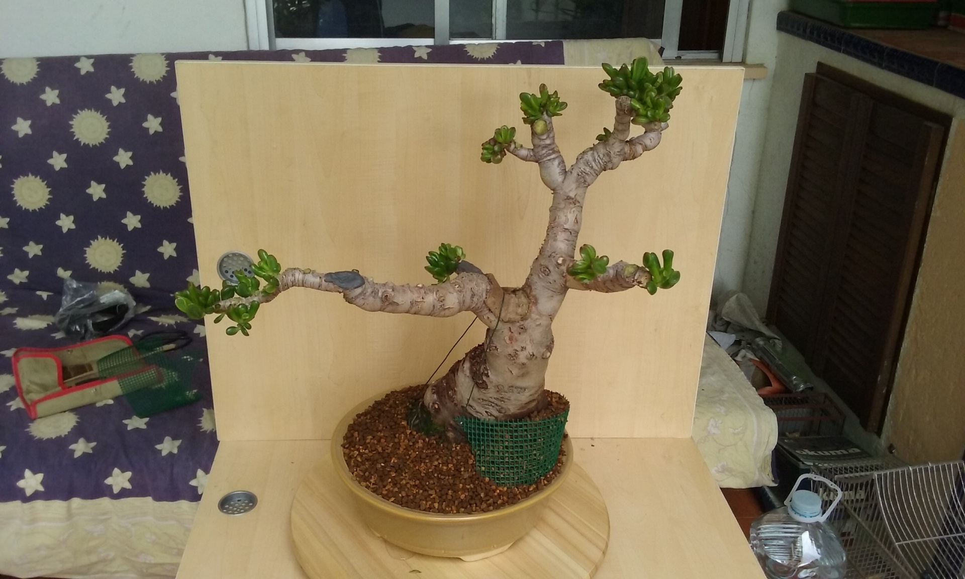 Bonsai,  Bonsai, Nemokamos Nuotraukos,  Nemokama Licenzija