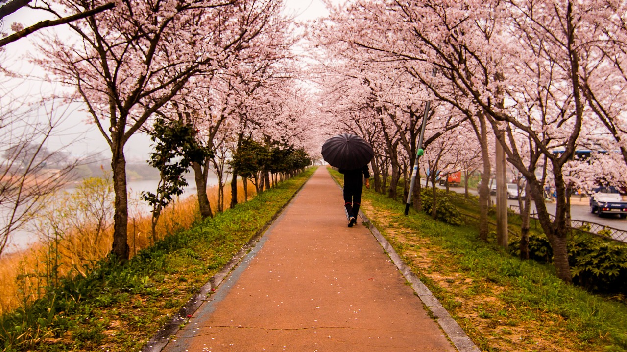 Kelionė, Vyšnia, Žiedas, Gėlė, Pavasaris, Medis, Gamta, Sakura, Kraštovaizdis, Turizmas