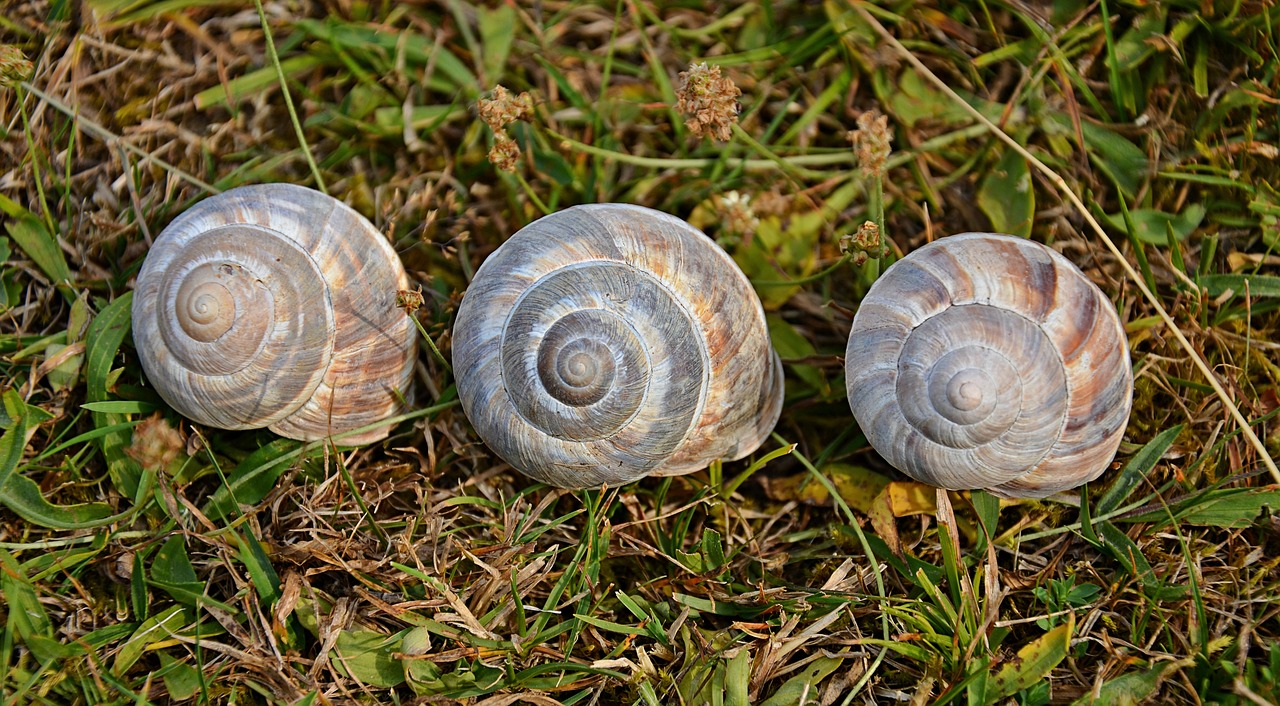 , Nemokamos Nuotraukos,  Nemokama Licenzija