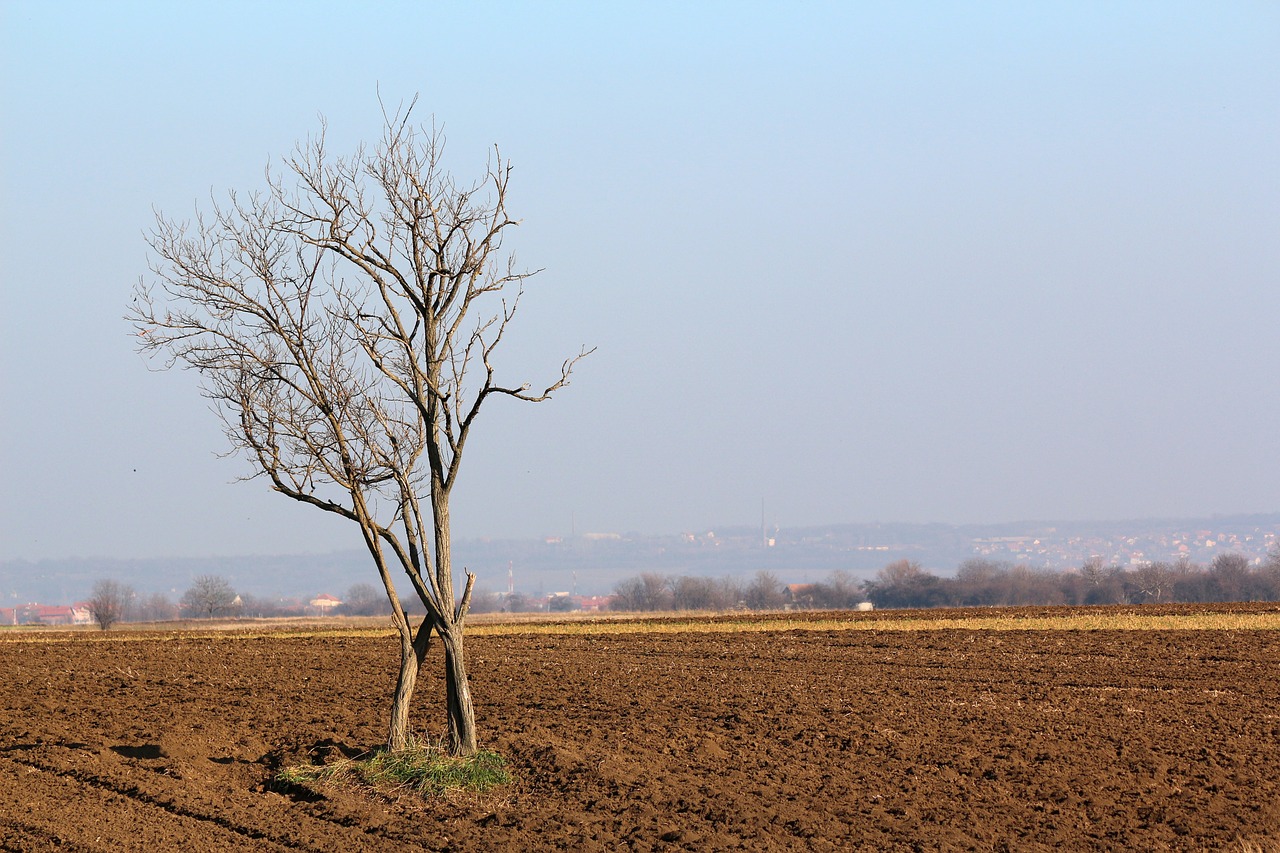 Medis, Kraštovaizdis, Gamta, Dirvožemis, Žemė, Dangus, Agronomija, Plūgas, Mėlynas, Nemokamos Nuotraukos