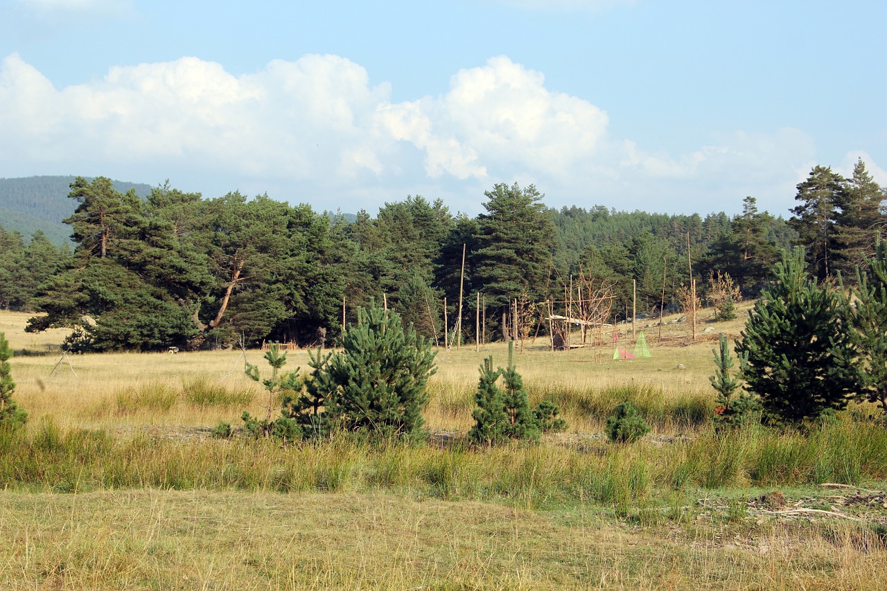 Medis, Miškas, Džiunglės, Miško Medžiai, Žalias, Kraštovaizdis, Gamta, Aplinka, Natūralus, Vasara