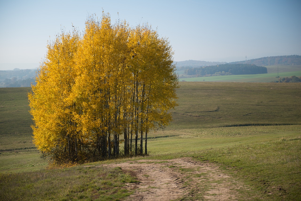 Medis, Geltona, Ruduo, Slovakija, Lapija, Šalis, Nemokamos Nuotraukos,  Nemokama Licenzija