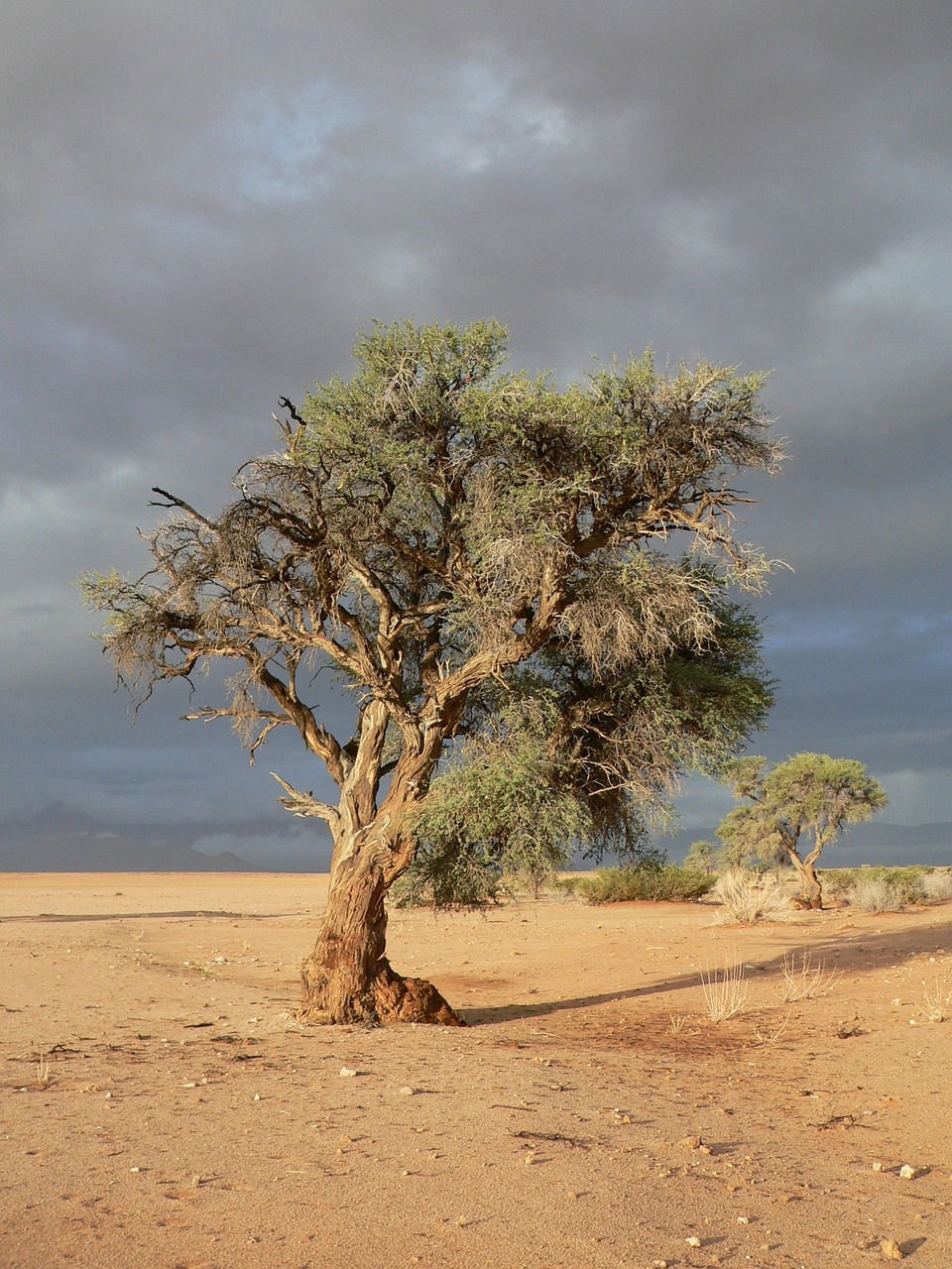 Medis, Stepė, Sausra, Namibija, Smėlis, Nemokamos Nuotraukos,  Nemokama Licenzija