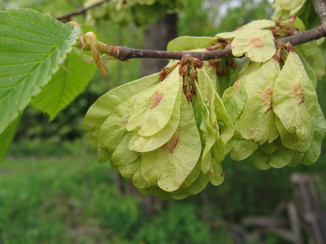 Medis, Elnias, Sėklos, Gumbų Sėklos, Šakelė, Valgomieji, Pavasaris, Žalias, Nemokamos Nuotraukos,  Nemokama Licenzija