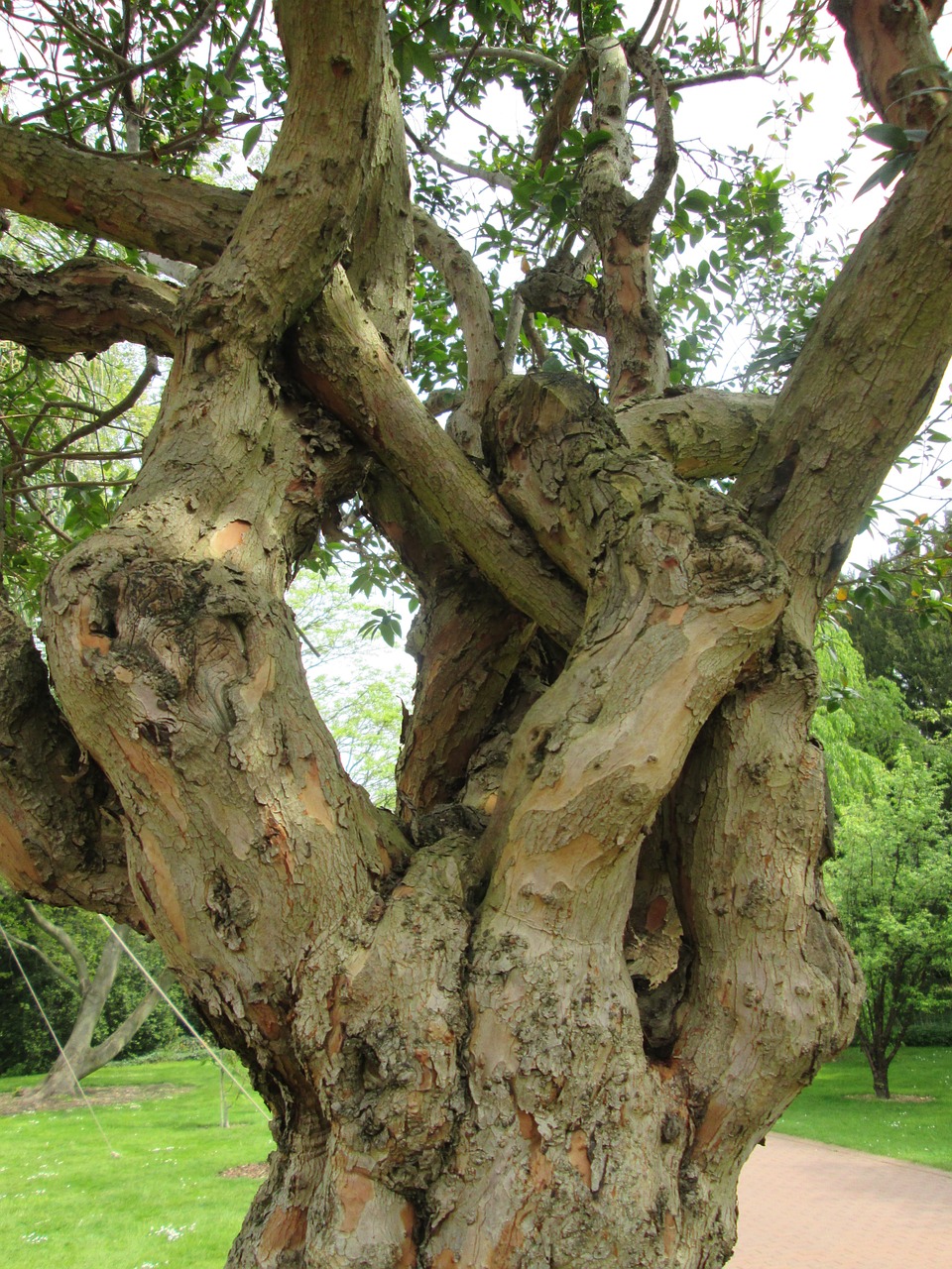 Medis, Senas, Gentis, Žurnalas, Gnarled, Gamta, Mediena, Augalas, Flora, Kelnas