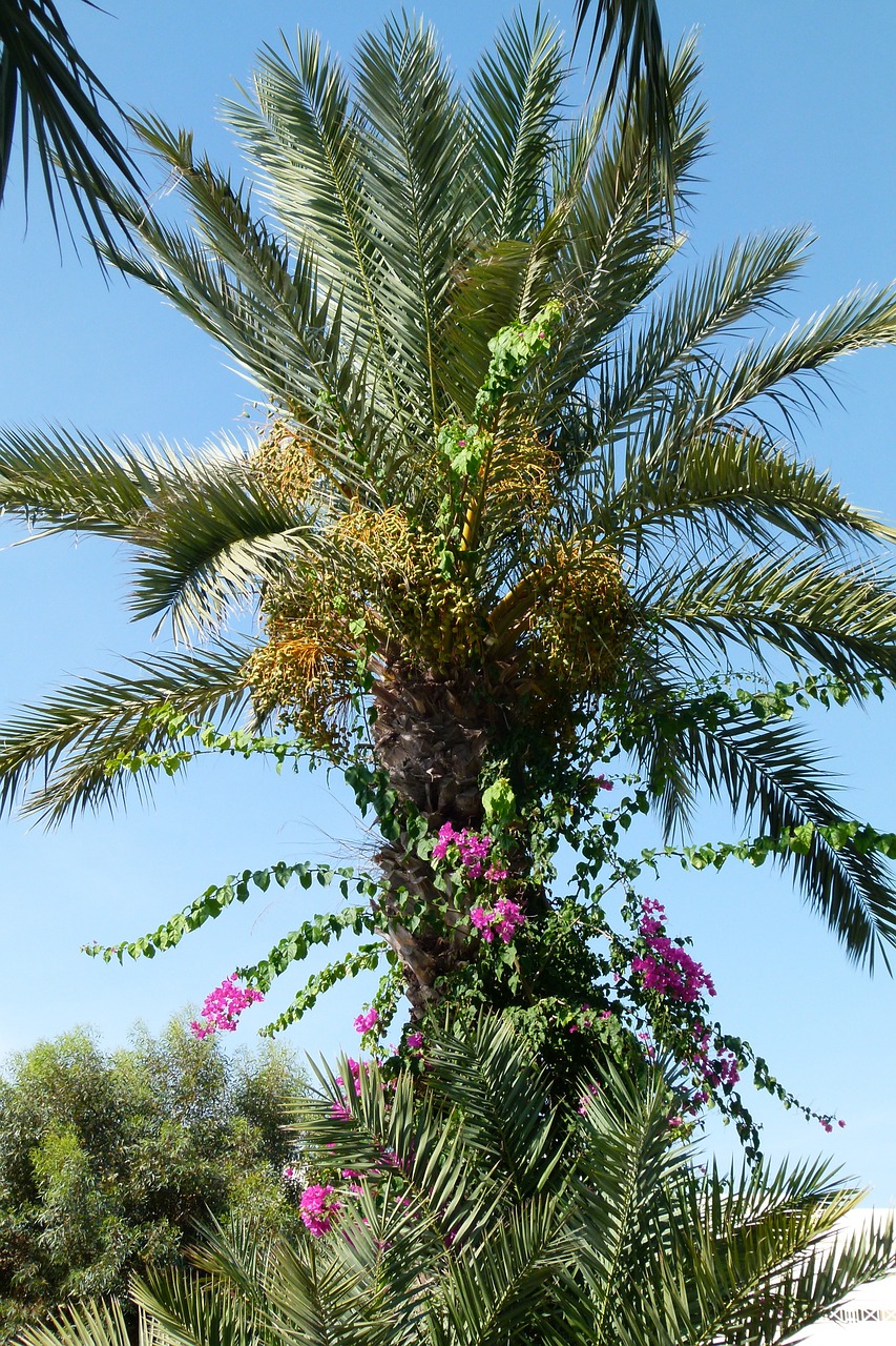 Medis, Atogrąžų, Gamta, Žalias, Tropinė Augmenija, Gėlės, Tropikai, Flora, Tunisas, Egzotiškas