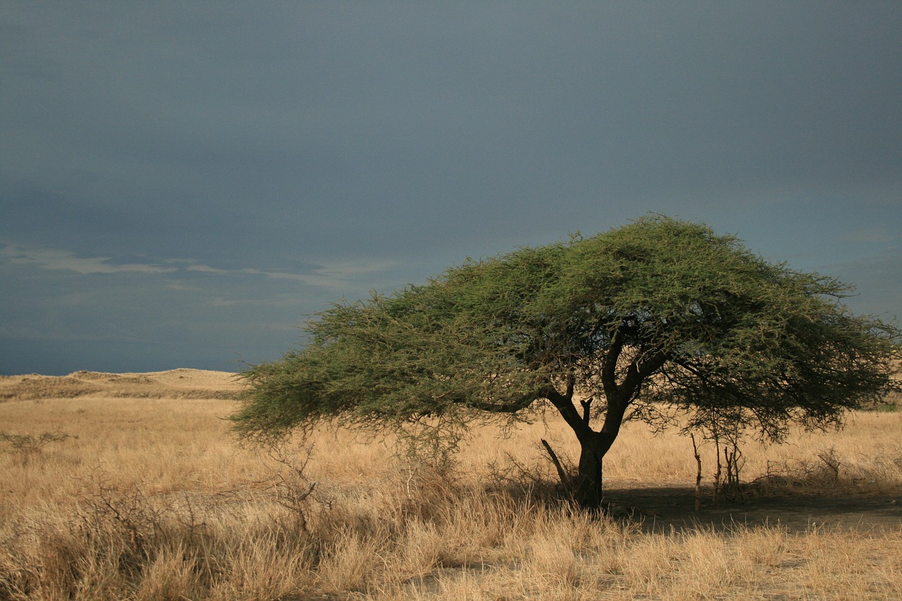 Medis, Acacia, Afrika, Kraštovaizdis, Safari, Gamta, Savana, Tanzanija, Turizmas, Masai