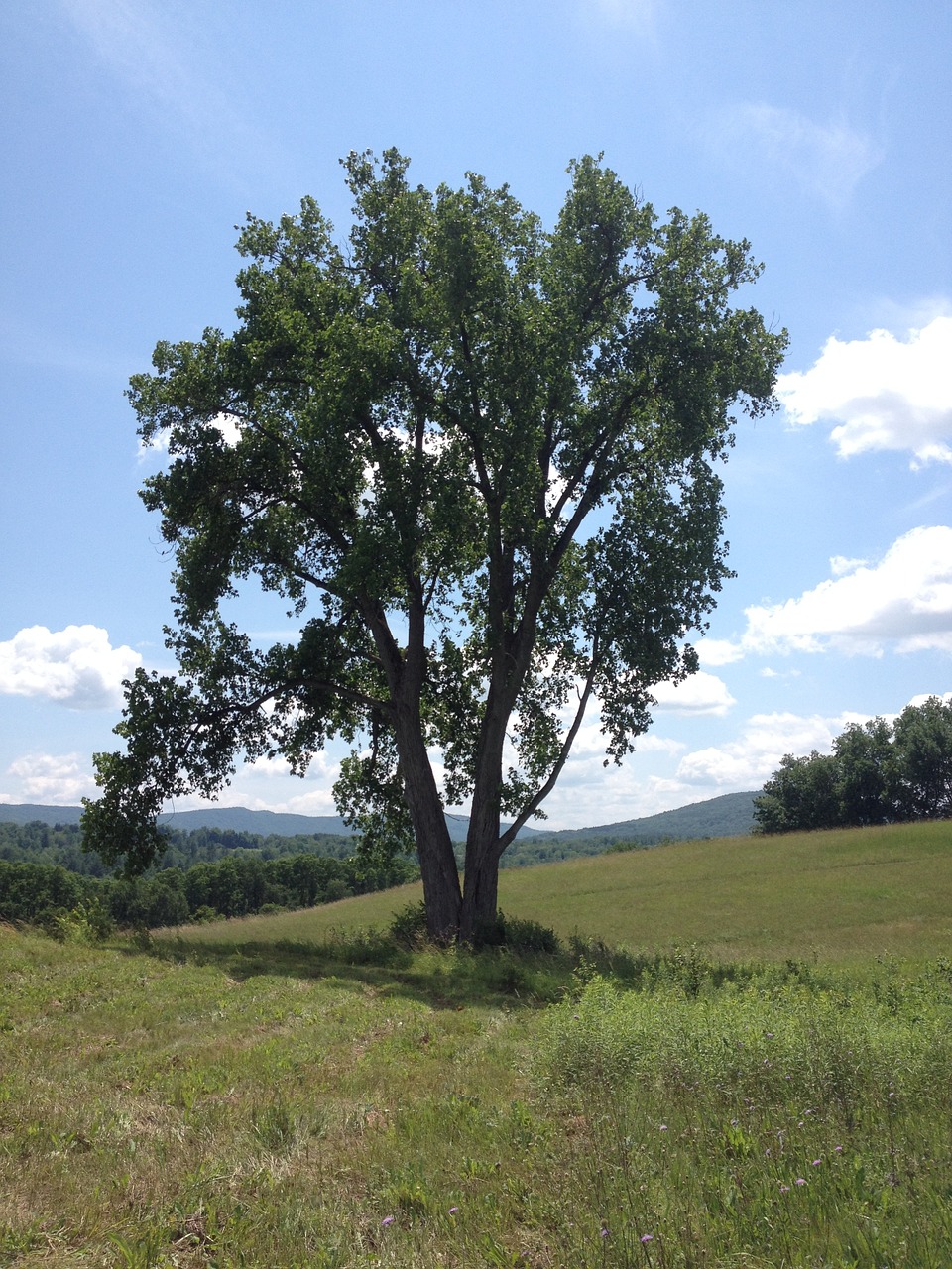 Medis, Kalnas, Kraštovaizdis, Lauke, Žalias, Vaizdingas, Žolė, Šalis, Vermont, Nemokamos Nuotraukos