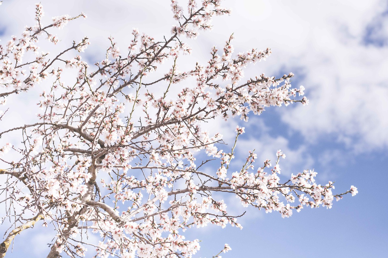 Medis, Sakura, Žiedas, Žydėti, Vyšnių Žiedas, Vyšnia, Gėlė, Pavasaris, Dangus, Nemokamos Nuotraukos