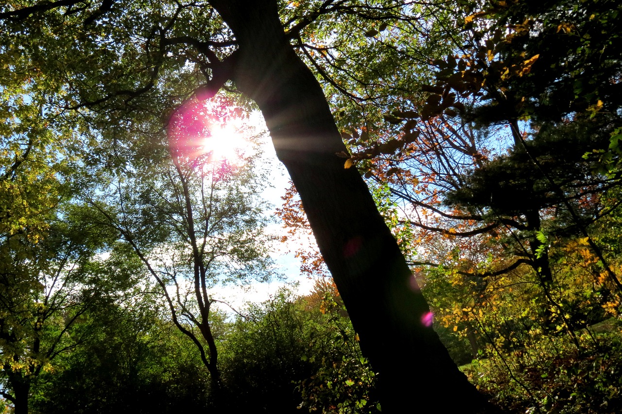 Medis, Saulė, Saulės Šviesa, Miškas, Kanada, Parc, Saulėlydis, Saulėtekis, Ąžuolo, Gamta