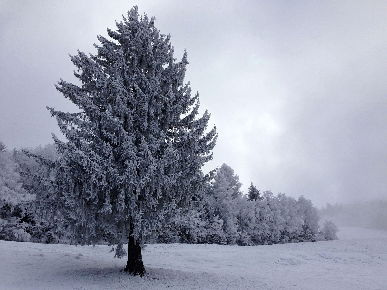 Medis, Snieguotas, Sniegas, Žiemą, Žiema, Juoda Ir Balta, Gamta, Nemokamos Nuotraukos,  Nemokama Licenzija
