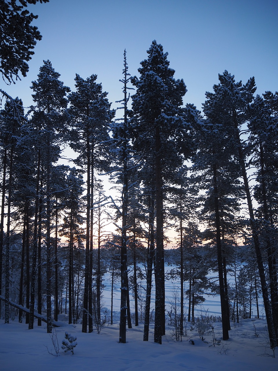 Medis, Sniegas, Kiruna, Šaltas, Gamta, Nemokamos Nuotraukos,  Nemokama Licenzija