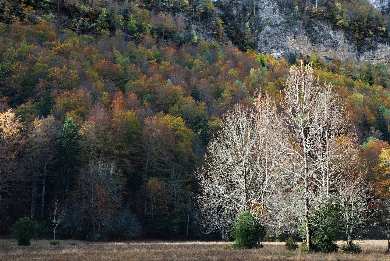 Medis, Miškas, Gamta, Nemokamos Nuotraukos,  Nemokama Licenzija