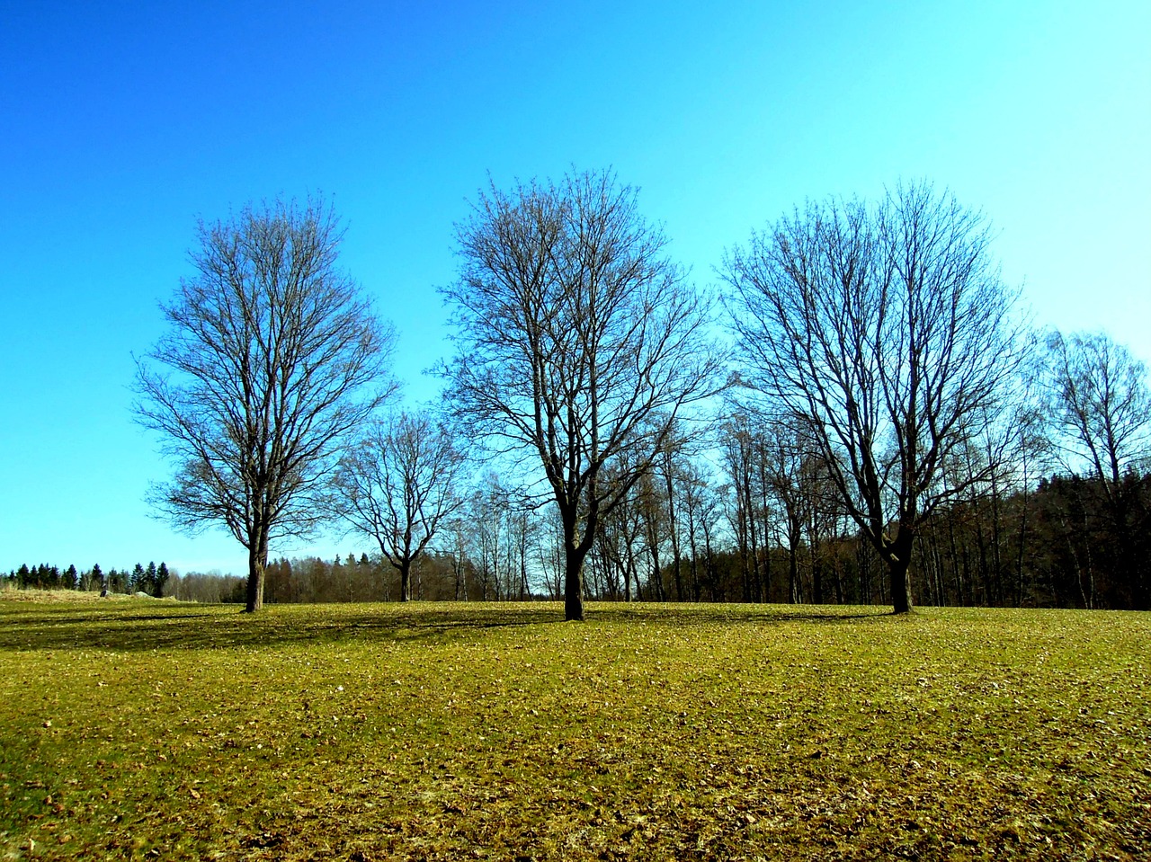 Mediena, Pavasaris, Šaltas, Suomių, Espoo, Luukai, Gamta, Gamtos Nuotrauka, Dangus, Mėlynas