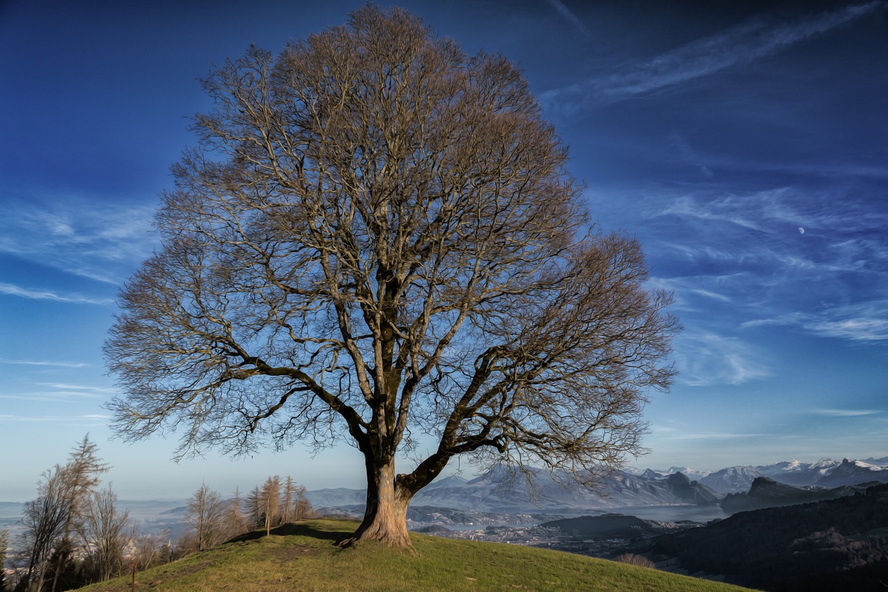 Medis, Gamta, Nuotaika, Kraštovaizdis, Sezonai, Medžiai Miega, Romantiškas, Atmosfera, Jėga, Simbolis