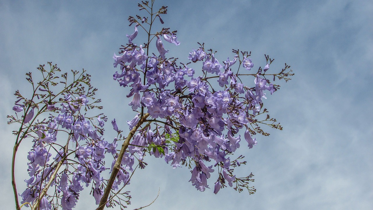 Medis, Gėlės, Violetinė, Pavasaris, Gamta, Kipras, Nemokamos Nuotraukos,  Nemokama Licenzija