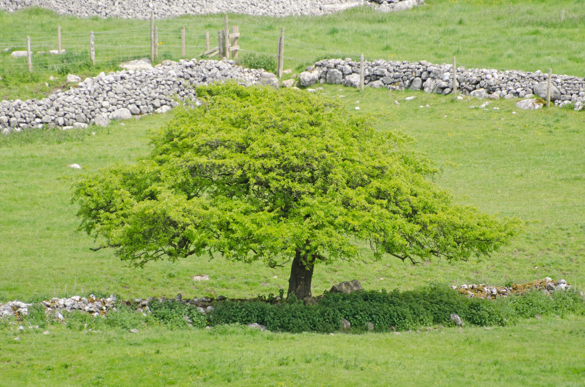 Medis,  Medžiai,  Filialas,  Filialai,  Parkas,  Atsipalaidavimas,  Sezonas,  Pavasaris,  Vasara,  Saulėtas