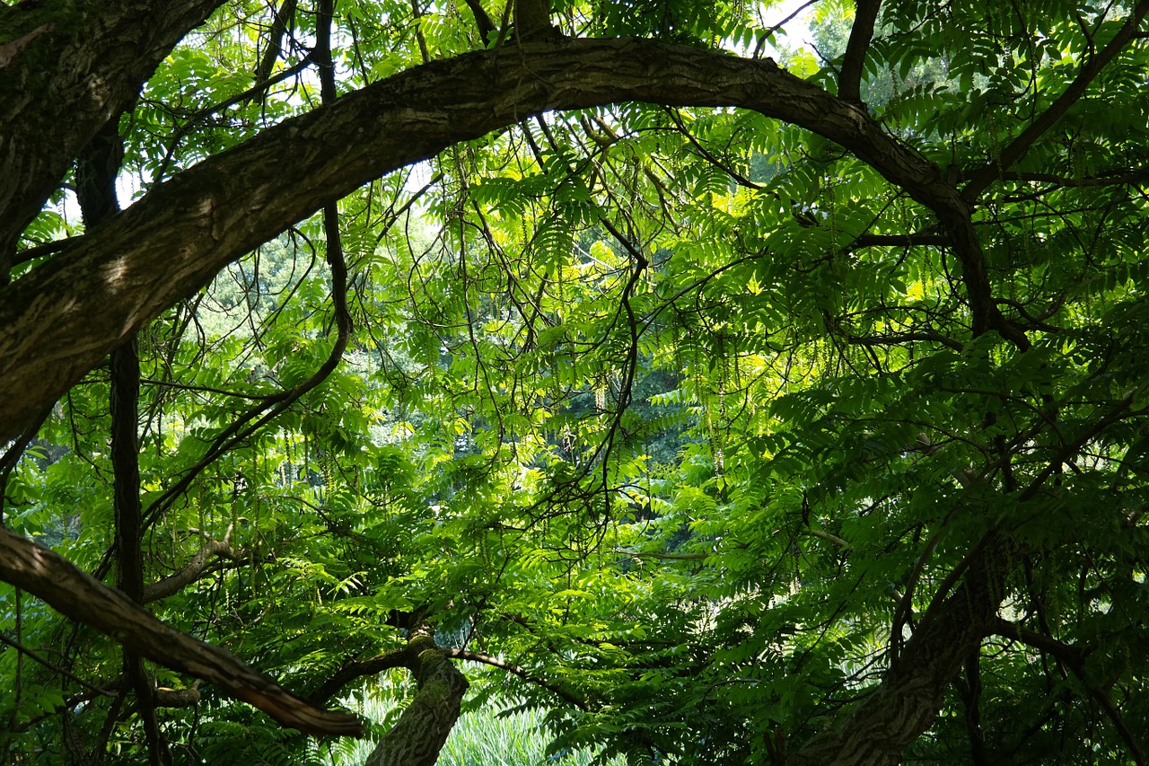 Medis, Džiunglės, Žalias, Filialai, Filialas, Lapai, Atgal Šviesa, Pterocarya Fraxinifolia, Lapuočių Medis, Sparno Riešutas