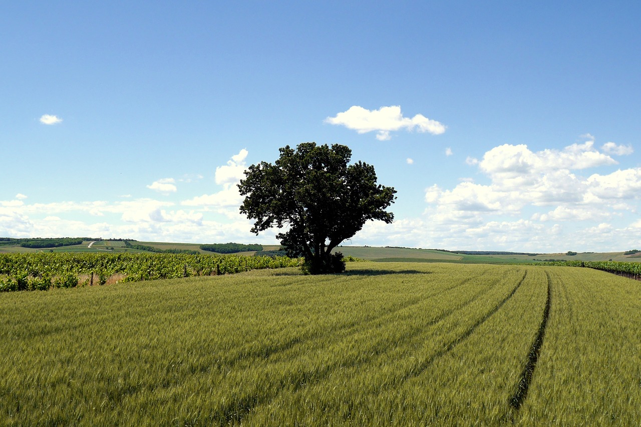 Medis, Laukas, Grūdai, Šalis, Čekų, Nemokamos Nuotraukos,  Nemokama Licenzija