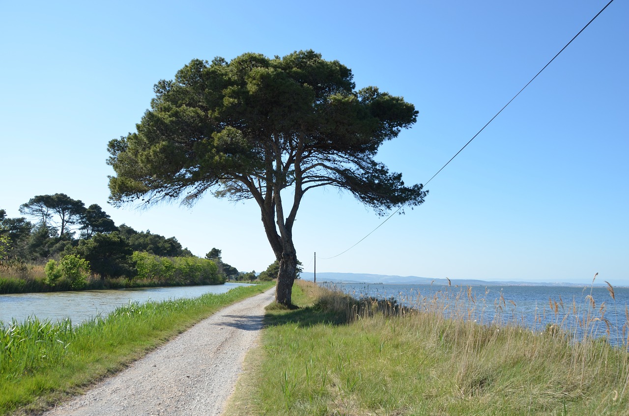 Medis, Toli, Ežeras, Kanalas, Į Pietus Nuo Prancūzijos, Etang De Bages, Nemokamos Nuotraukos,  Nemokama Licenzija