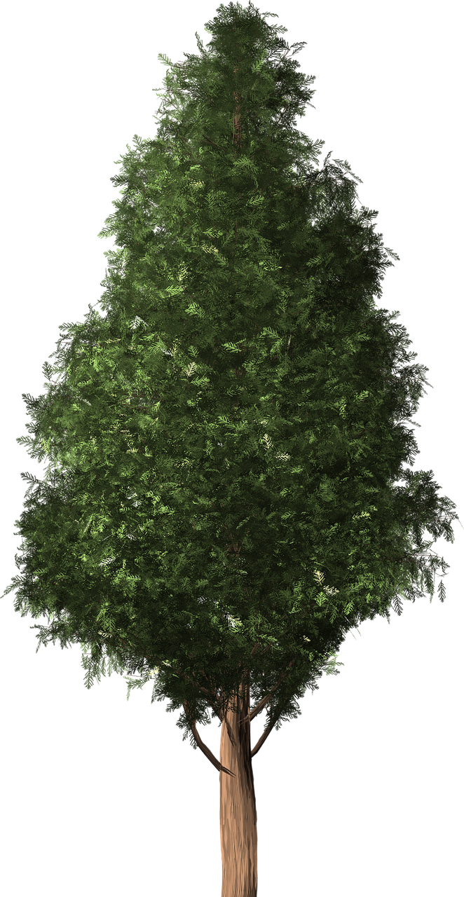 Medis, Čiliasis Kedras, Austrocedrus Chilensis, Pietų Kedras, Kiparisas, Augalas, Cupressaceae, Čile, Kedras, Spygliuočių