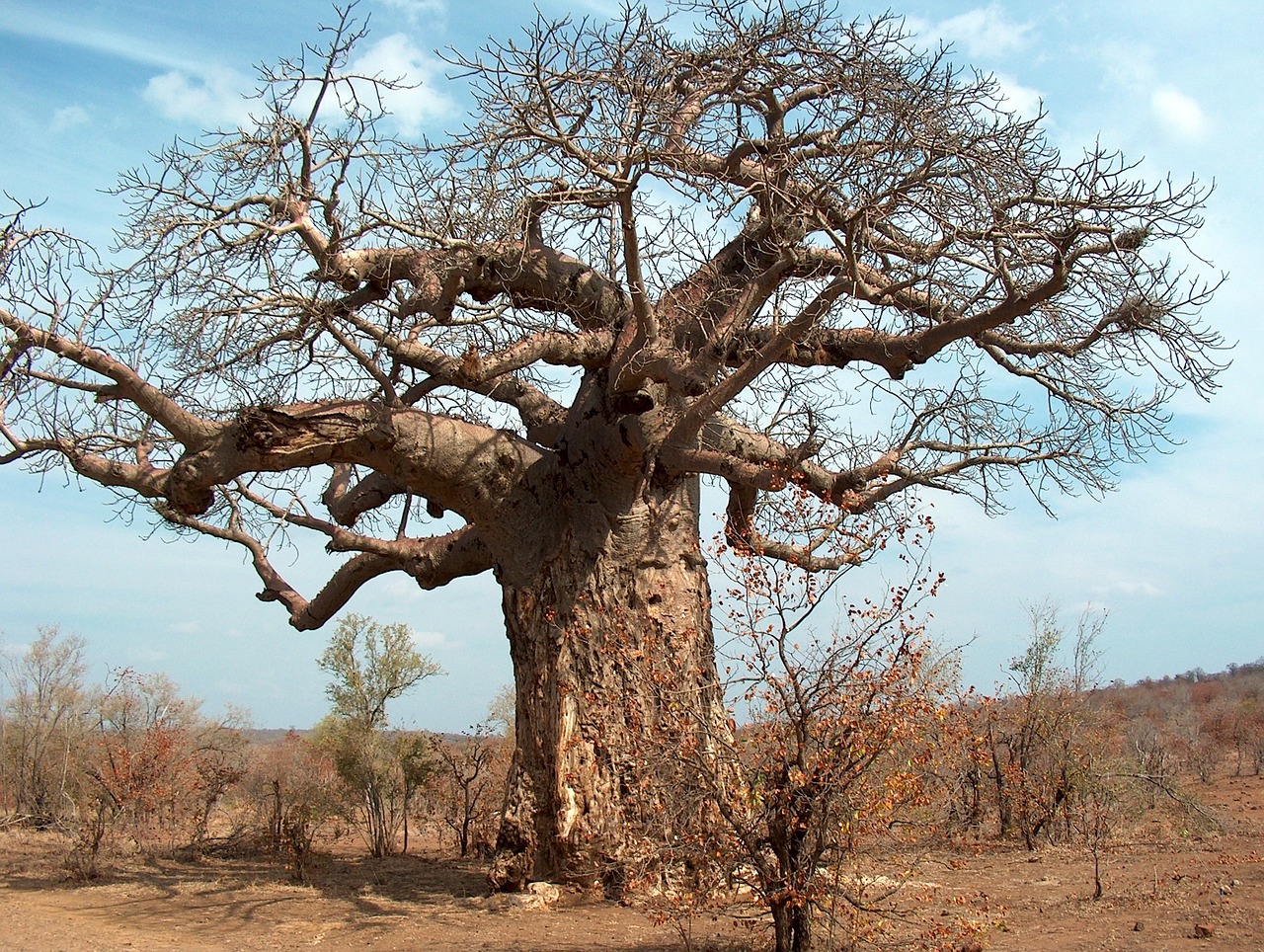Medis, Afrika, Pietų Afrika, Kruger, Baobabas, Laukiniai, Į Pietus, Parkas, Turizmas, Safari