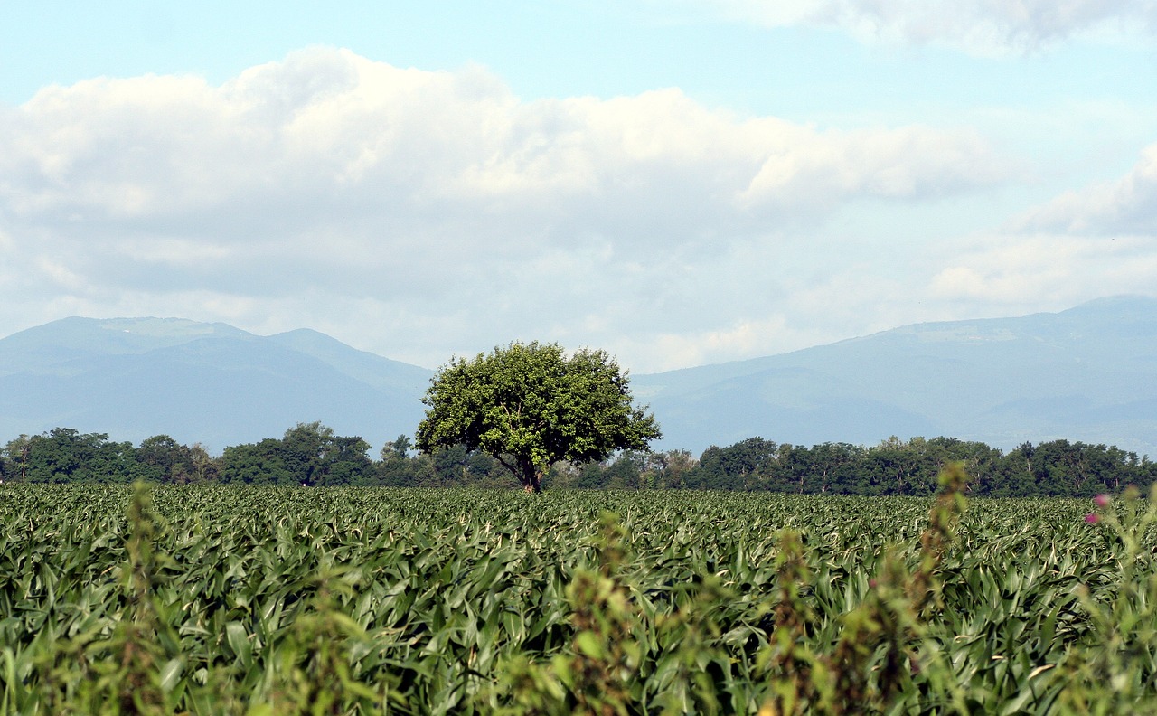 Medis, Kukurūzai, Dangus, Vosges, Gamta, Alsace, France, Nemokamos Nuotraukos,  Nemokama Licenzija