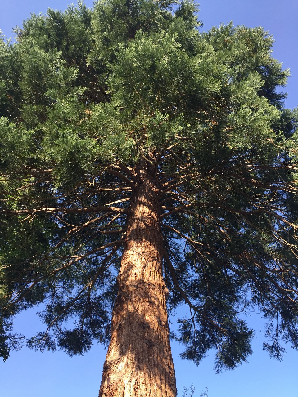 Medis, Redwood, Aukštas, Žievė, Gamta, Didelis, Masyvi, Sierra, Vaizdingas, Natūralus
