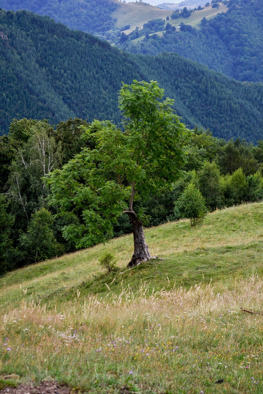 Medis, Kalnas, Kelionė, Miškas, Gamta, Vasara, Dangus, Mėlynas, Nemokamos Nuotraukos,  Nemokama Licenzija