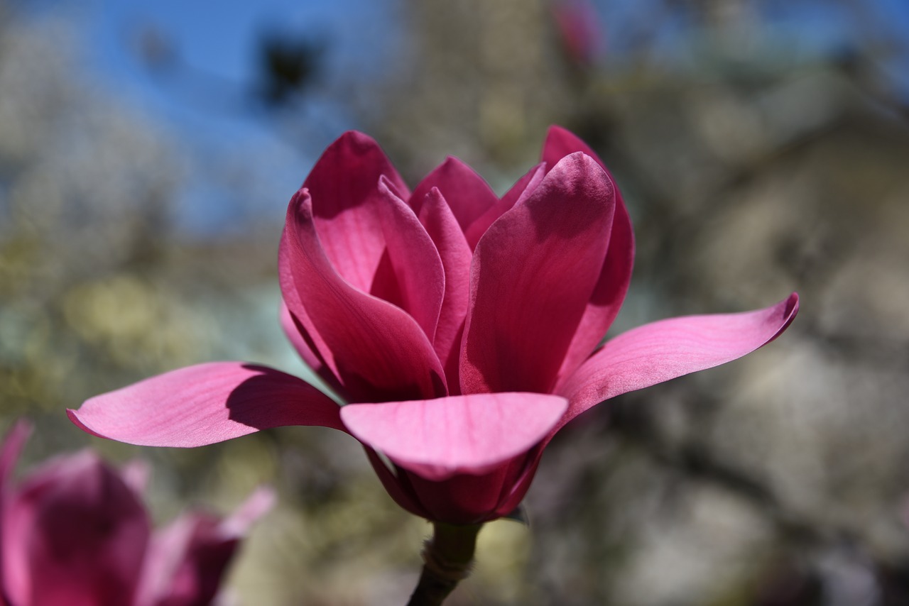 Magnolija, Medis, Gėlė, Žydėti, Augalas, Magnoliaceae, Rožinis, Pavasaris, Žydi, Žiedas