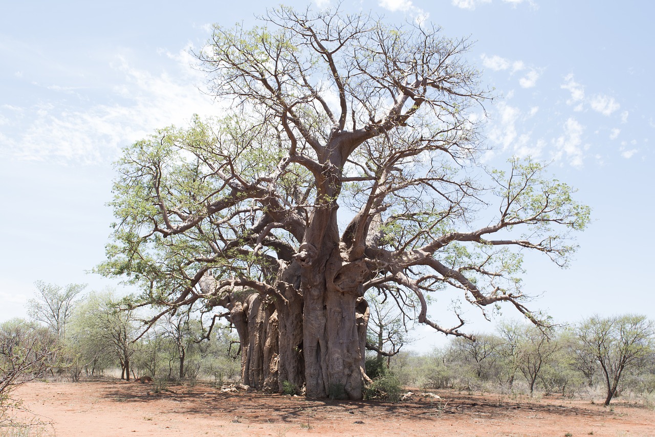 Medis, Boabab, Kraštovaizdis, Afrika, Baobabas, Turizmas, Senas, Safari, Gamta, Didelis