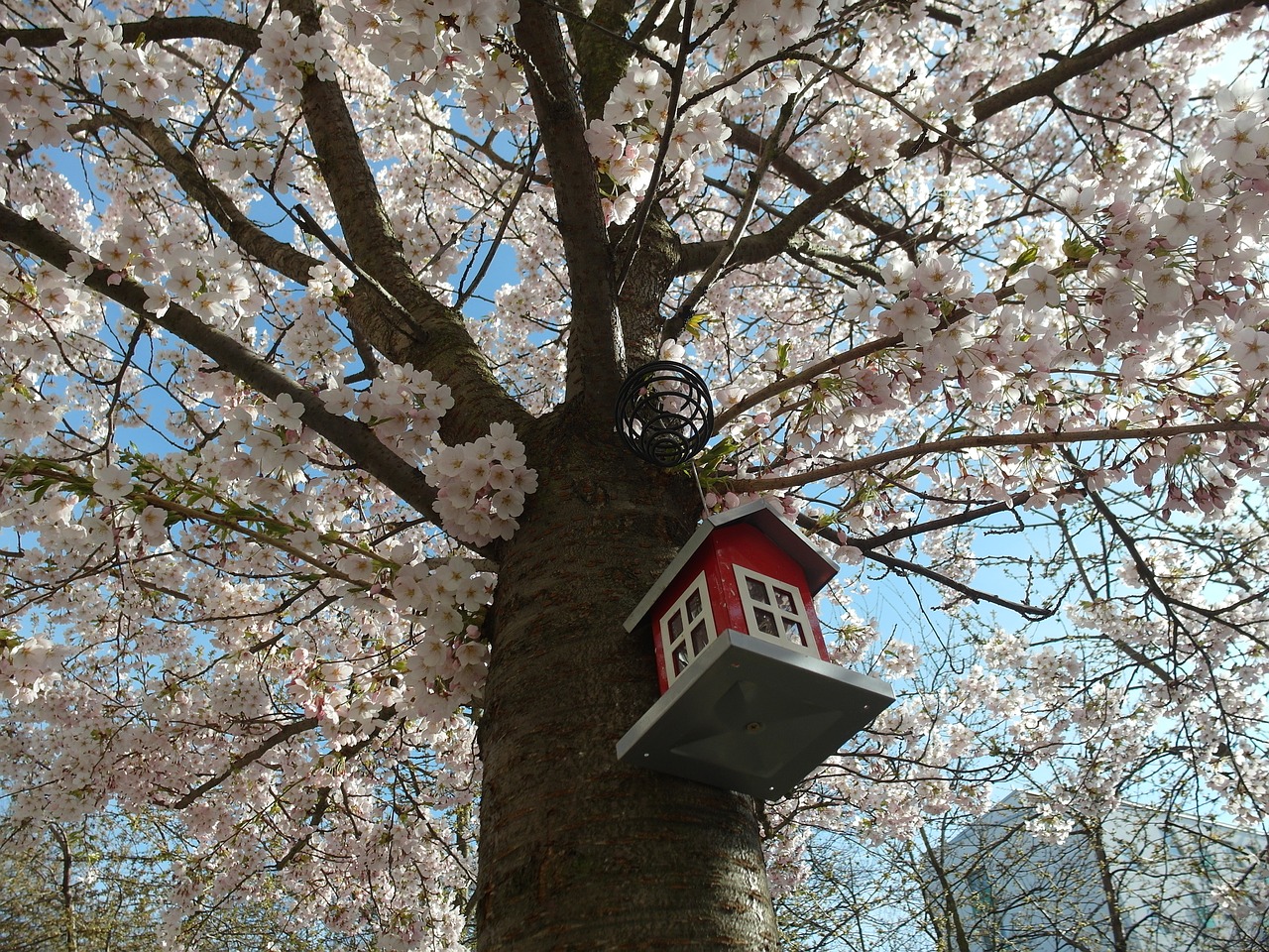 Medis, Birdhouse, Vyšnios Medis, Gamta, Žiedas, Nemokamos Nuotraukos,  Nemokama Licenzija