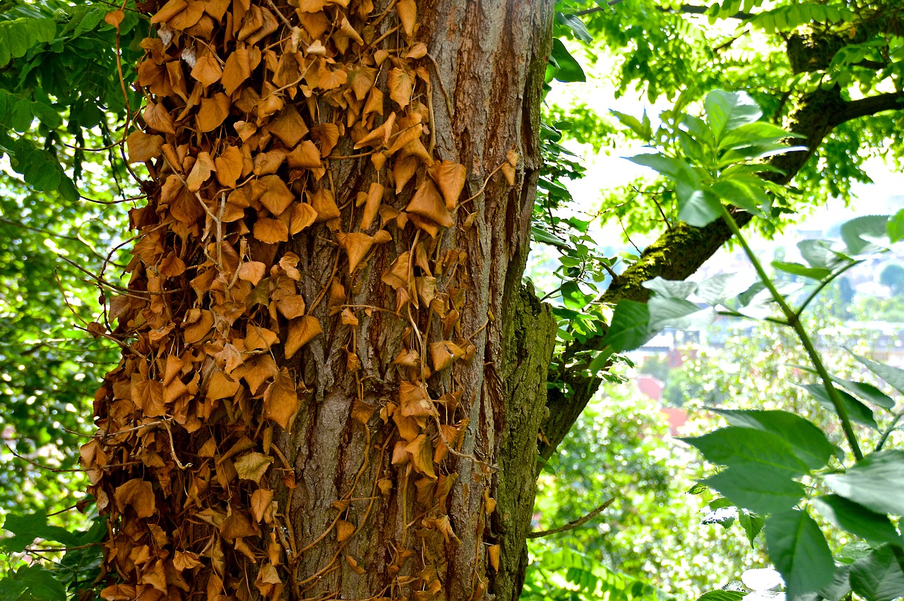 Ivy Sausas, Medis, Lapai, Žievė, Užaugo, Šveitimas, Saulės Šviesa, Šešėlis, Parkas, Gamta