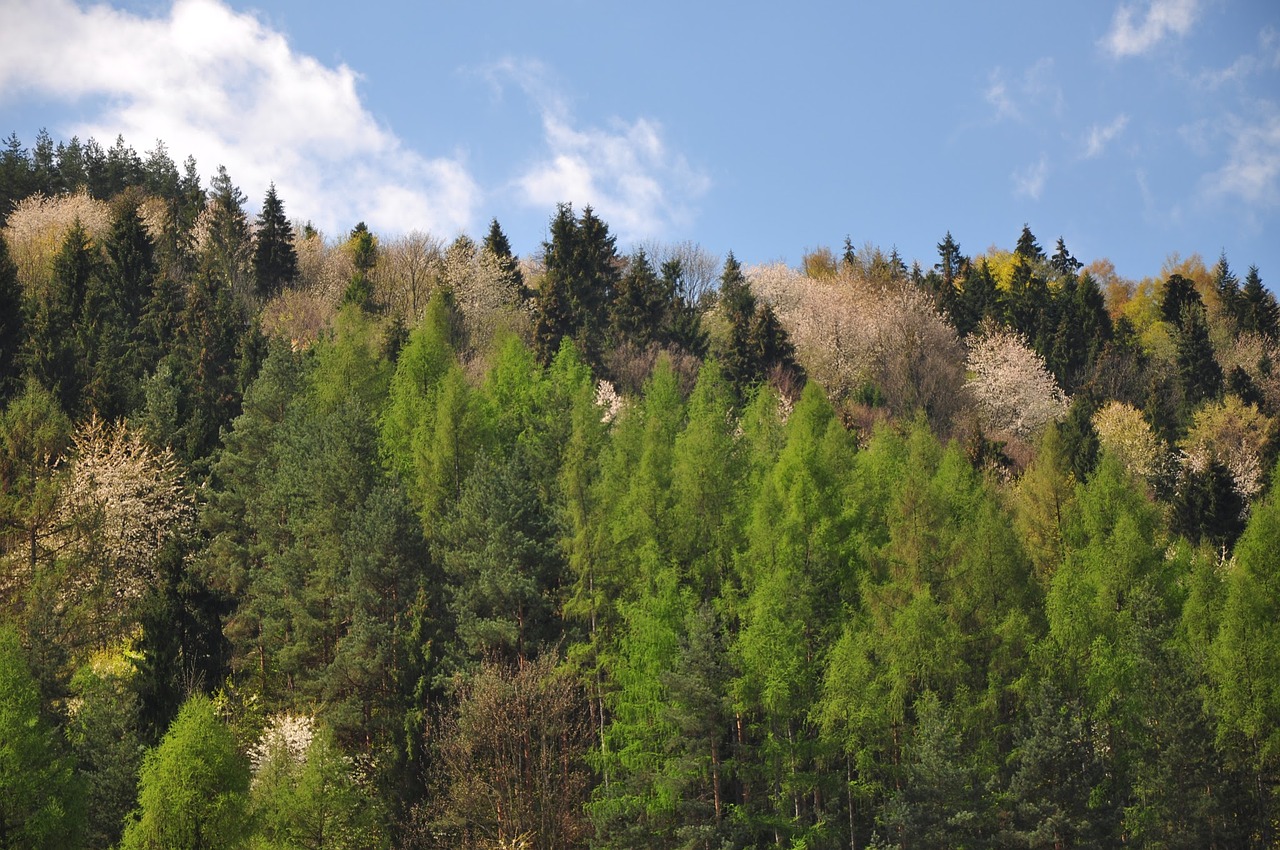 Medis, Miškas, Gamta, Dangus, Mėlynas, Nemokamos Nuotraukos,  Nemokama Licenzija