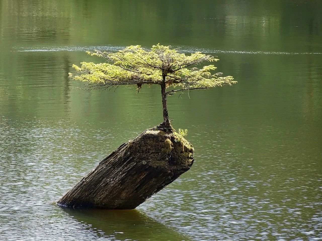 Medis, Bonsai, Botanika, Augalas, Mažas, Miniatiūrinė, Nykštukas, Nemokamos Nuotraukos,  Nemokama Licenzija